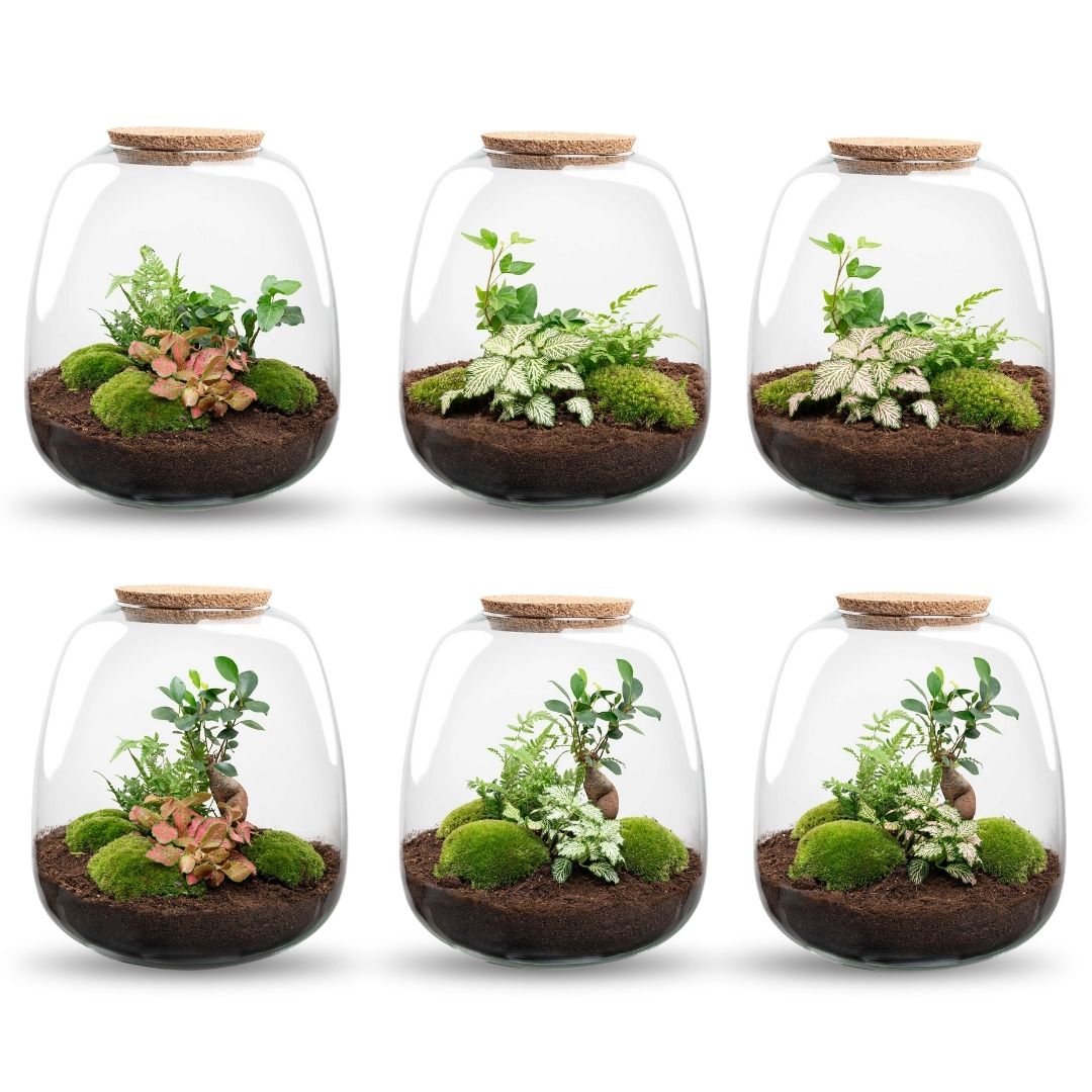 Emma - Terrarium With Light - Bottle Garden Diy Kit - Ø 23 Cm ↑ 25 Cm