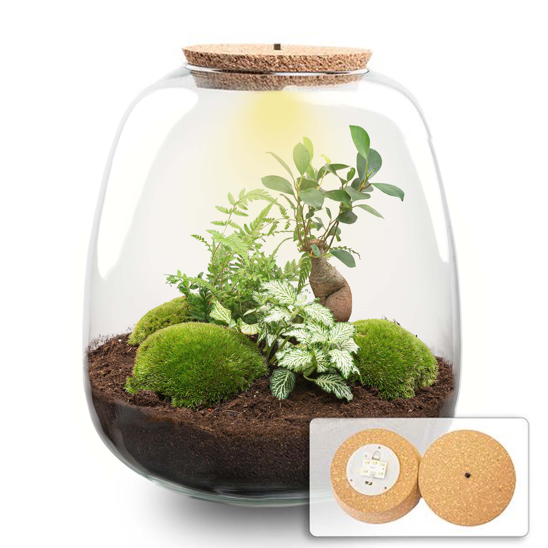 Emma - Terrarium With Light - Bottle Garden Diy Kit - Ø 23 Cm ↑ 25 Cm