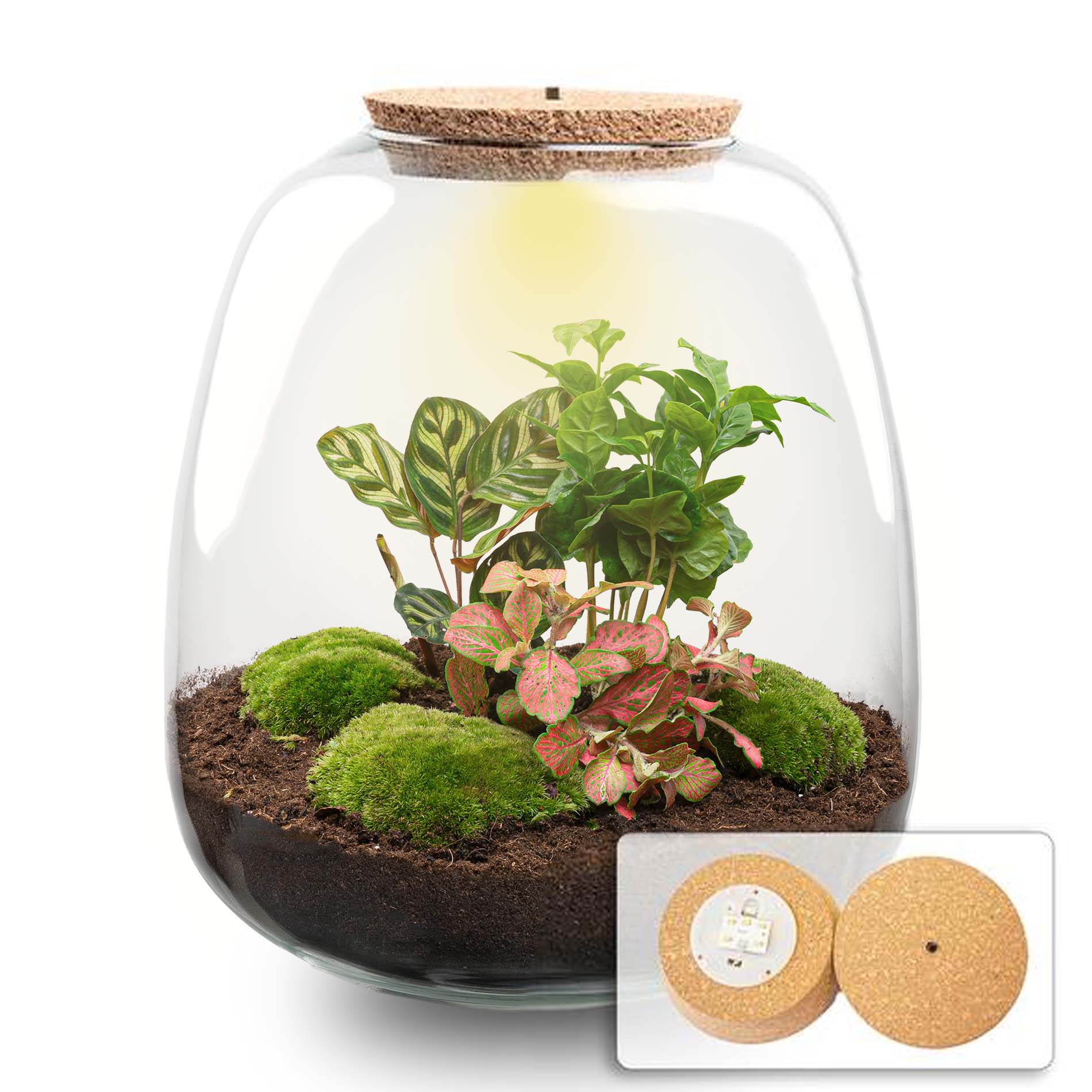 Emma - Terrarium With Light - Bottle Garden Diy Kit - Ø 23 Cm ↑ 25 Cm