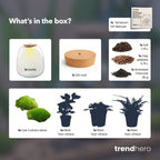 Emma - Terrarium With Light - Bottle Garden Diy Kit - Ø 23 Cm ↑ 25 Cm