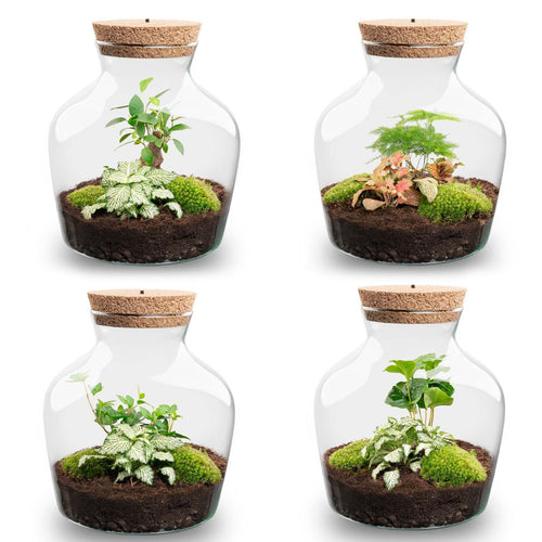 Little Joe - Terrarium With Light - Bottle Garden Diy Kit - Ø 20 Cm ↑ 22 Cm