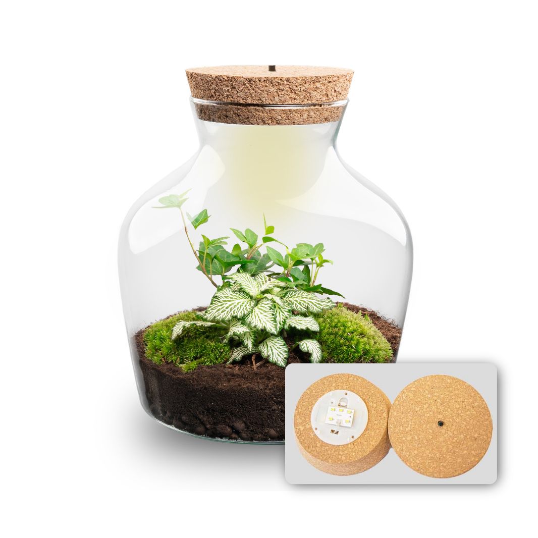Little Joe - Terrarium With Light - Bottle Garden Diy Kit - Ø 20 Cm ↑ 22 Cm