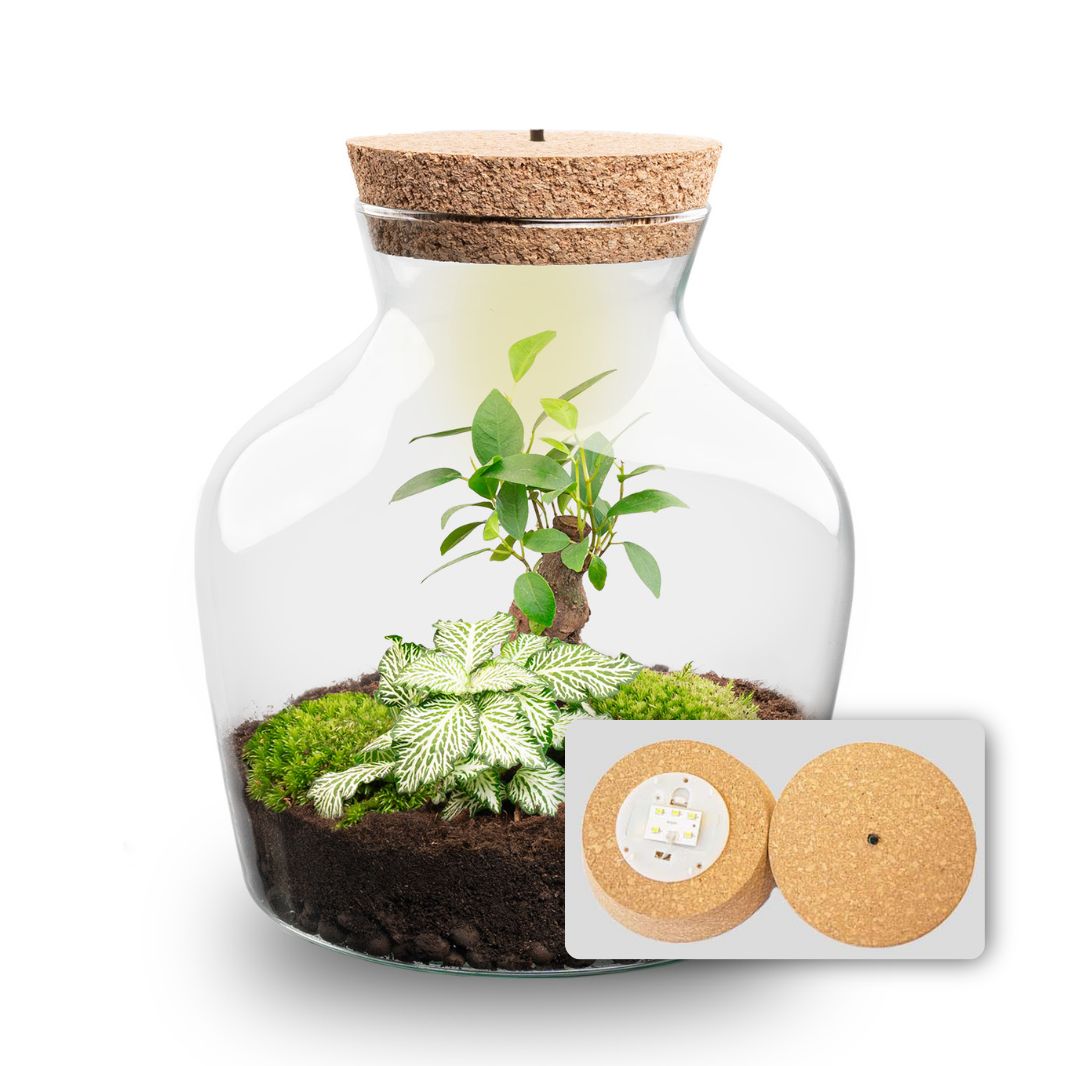 Little Joe - Terrarium With Light - Bottle Garden Diy Kit - Ø 20 Cm ↑ 22 Cm