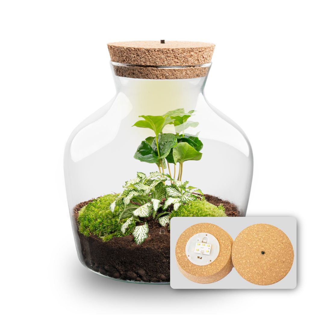 Little Joe - Terrarium With Light - Bottle Garden Diy Kit - Ø 20 Cm ↑ 22 Cm