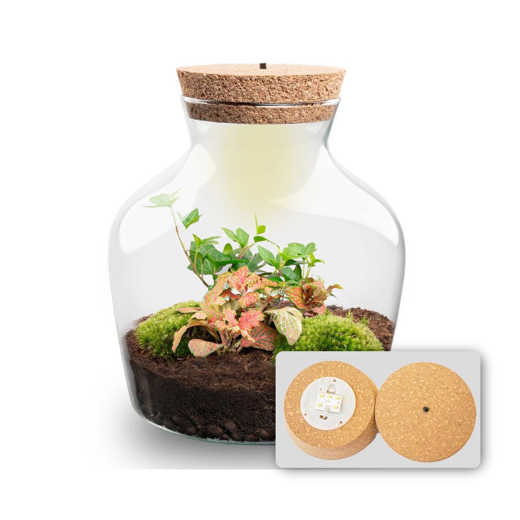 Little Joe - Terrarium With Light - Bottle Garden Diy Kit - Ø 20 Cm ↑ 22 Cm