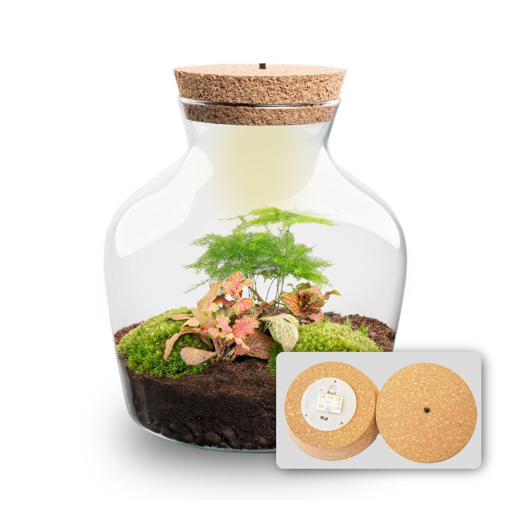Little Joe - Terrarium With Light - Bottle Garden Diy Kit - Ø 20 Cm ↑ 22 Cm