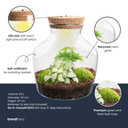 Little Joe - Terrarium With Light - Bottle Garden Diy Kit - Ø 20 Cm ↑ 22 Cm