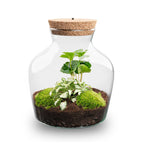 Little Joe - Terrarium With Light - Bottle Garden Diy Kit - Ø 20 Cm ↑ 22 Cm